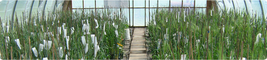 main banner image of a Nevico field 